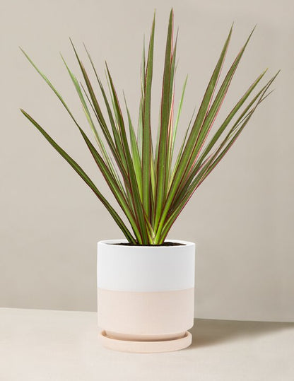  Dracaena Marginata Tricolor Cane