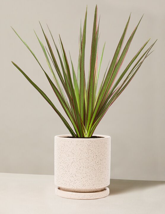  Dracaena Marginata Tricolor Cane