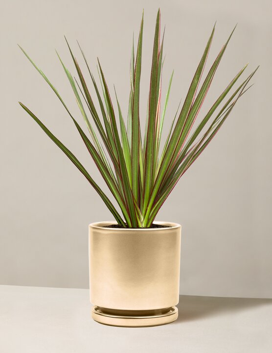  Dracaena Marginata Tricolor Cane