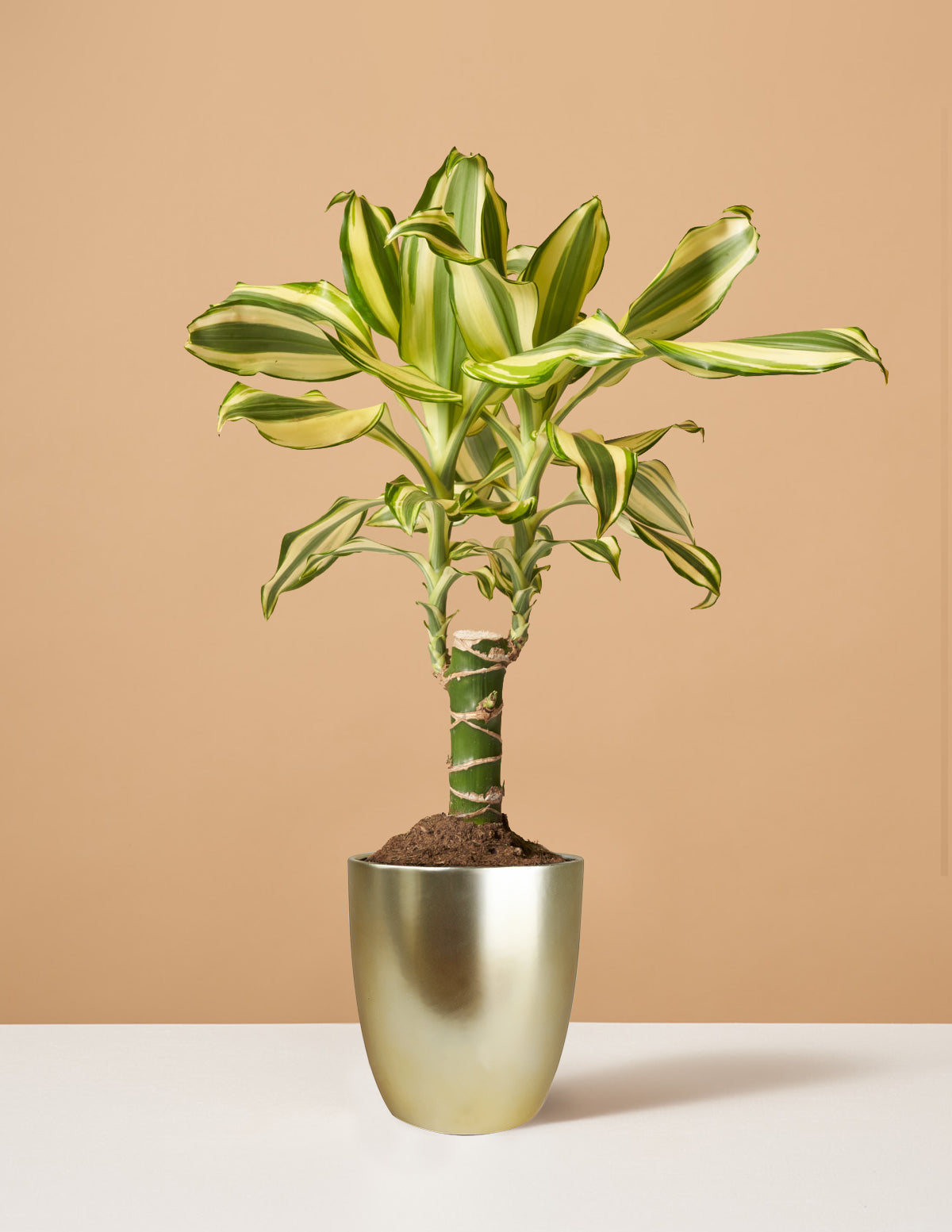  Dracaena Fragrans ‘Sol’