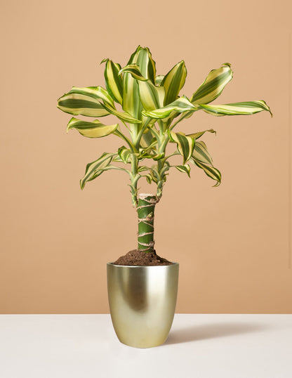  Dracaena Fragrans ‘Sol’
