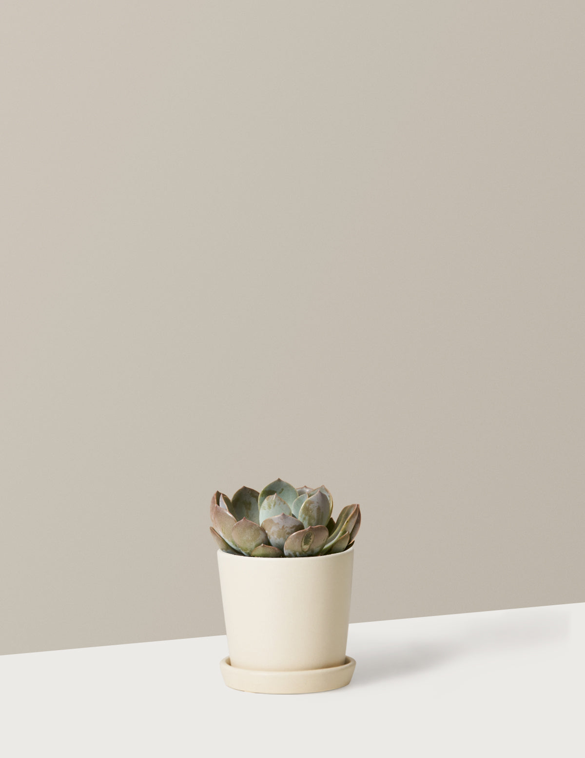  Echeveria Garotto