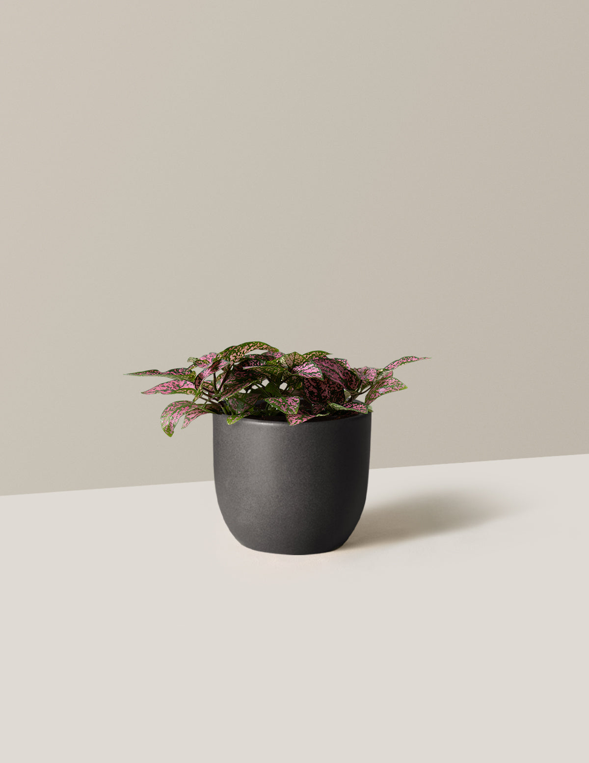  Pink Polka Dot Plant