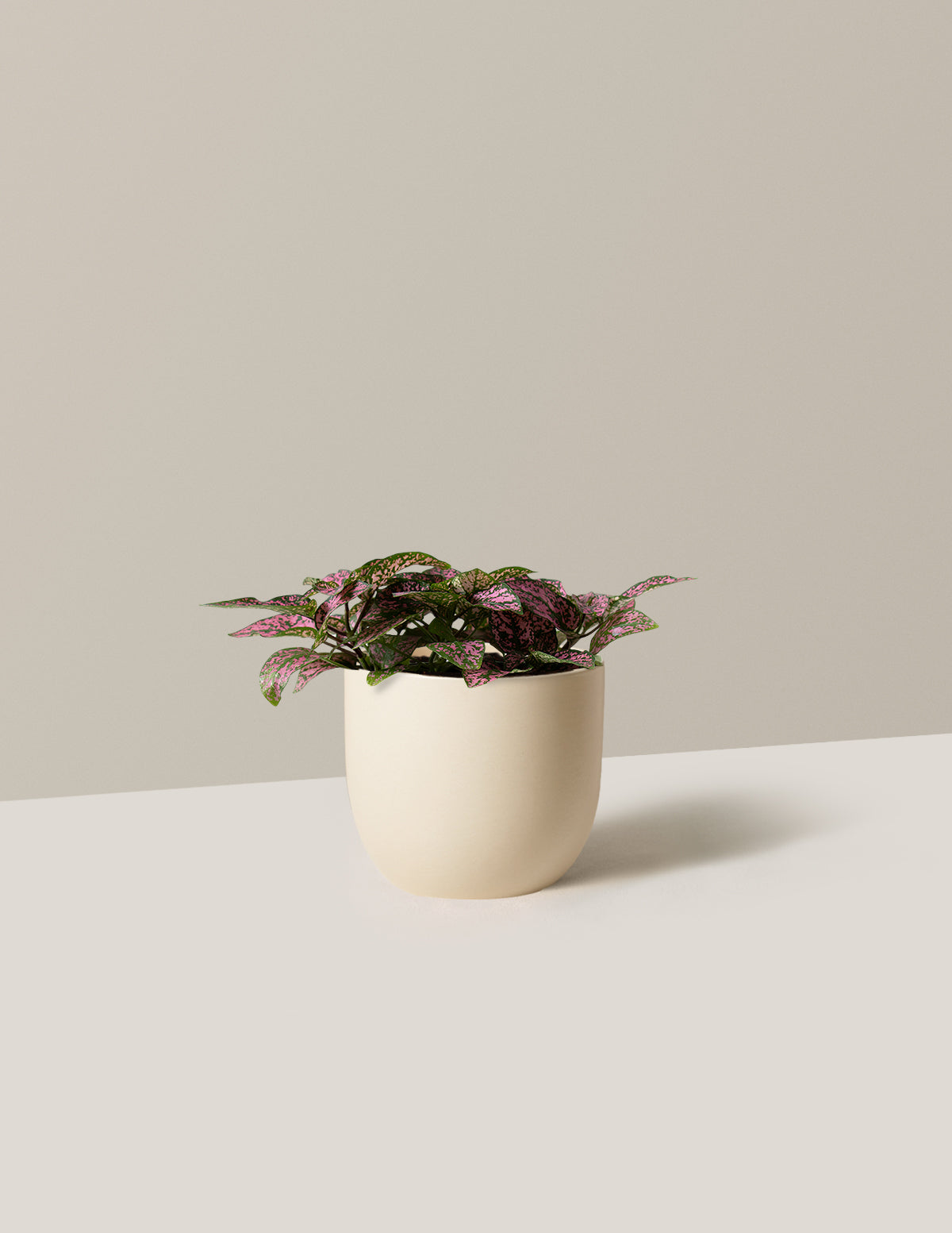 Pink Polka Dot Plant