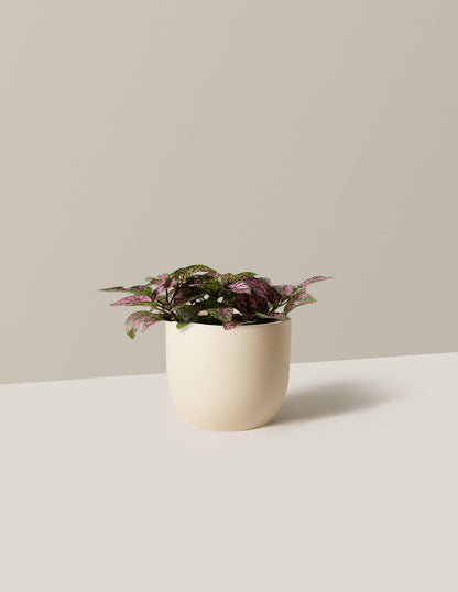 Pink Polka Dot Plant