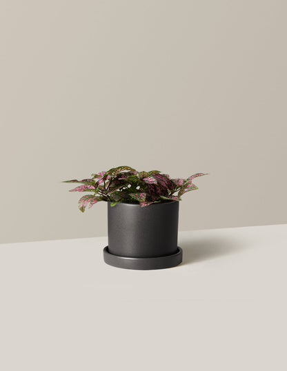  Pink Polka Dot Plant