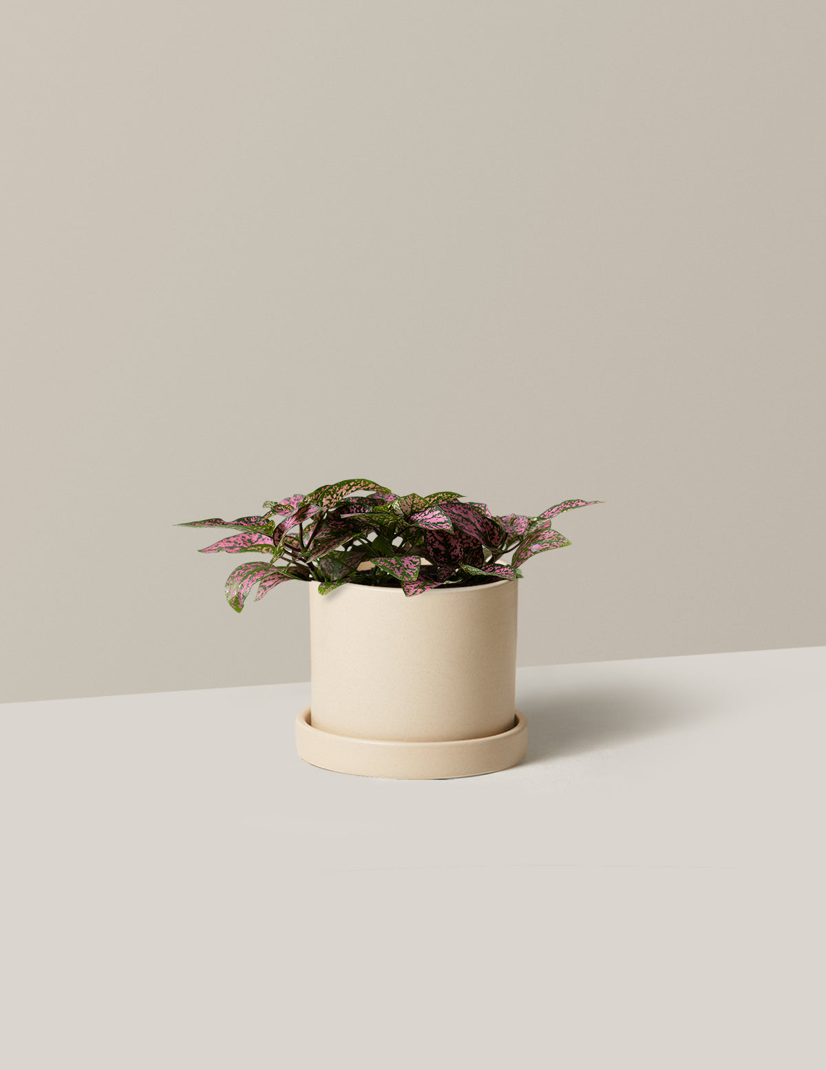  Pink Polka Dot Plant