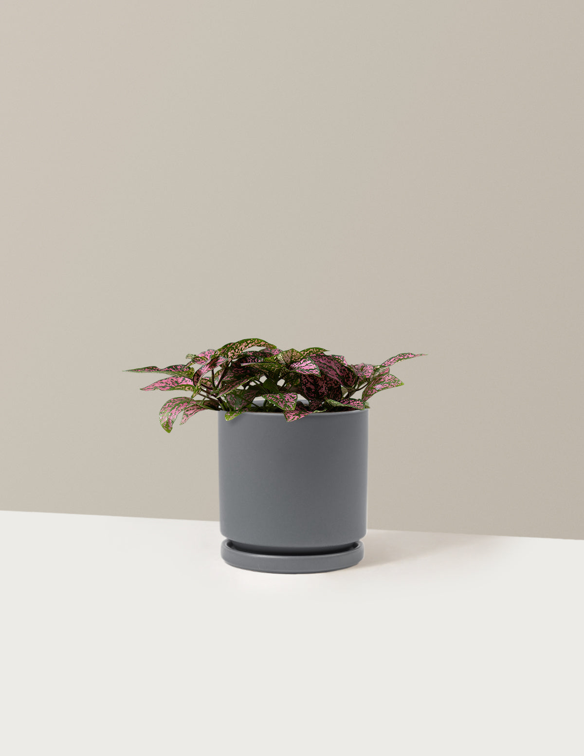  Pink Polka Dot Plant