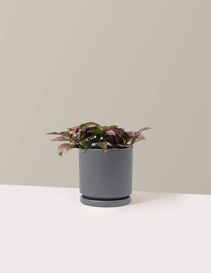  Pink Polka Dot Plant