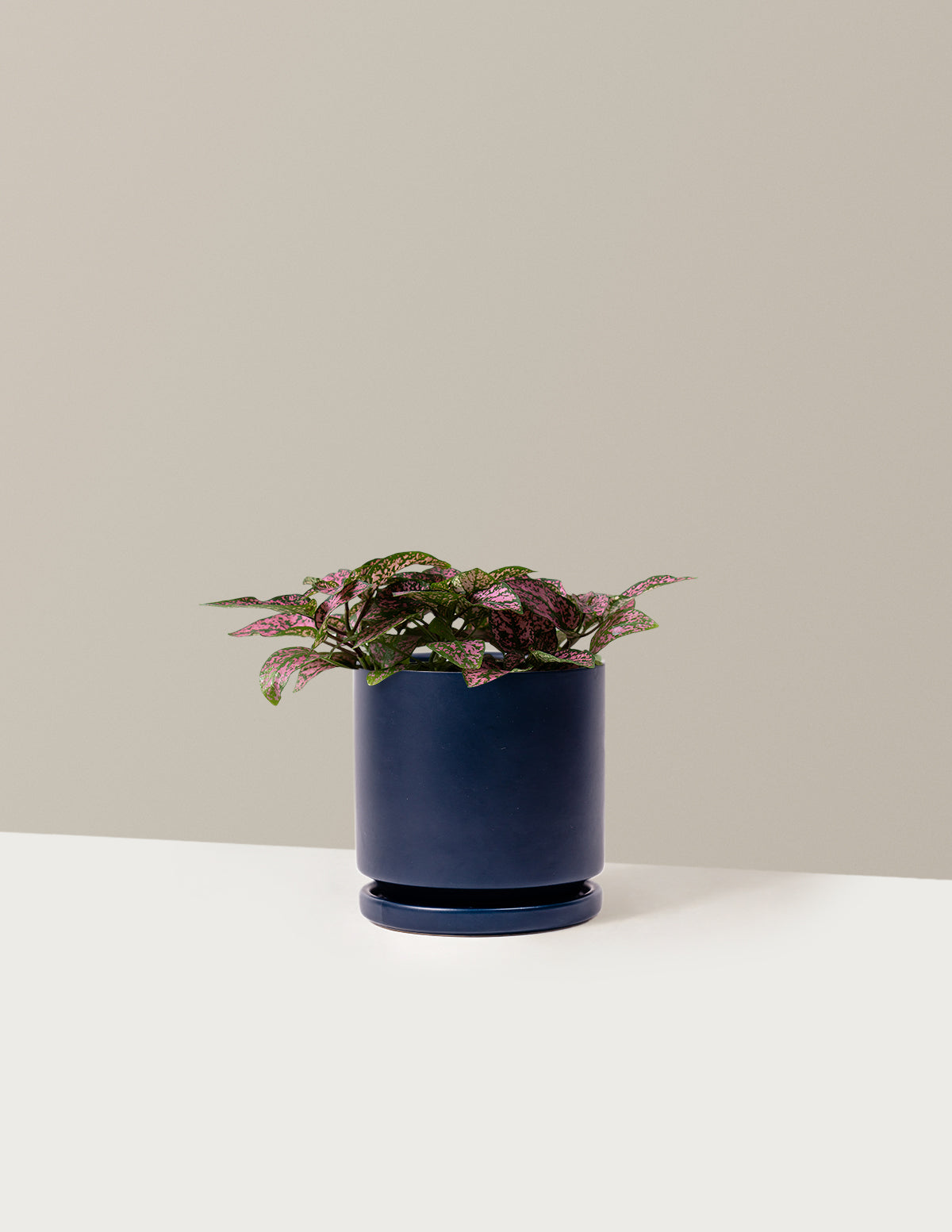  Pink Polka Dot Plant
