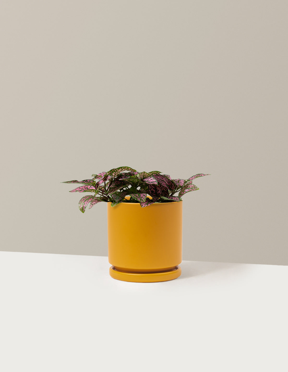  Pink Polka Dot Plant