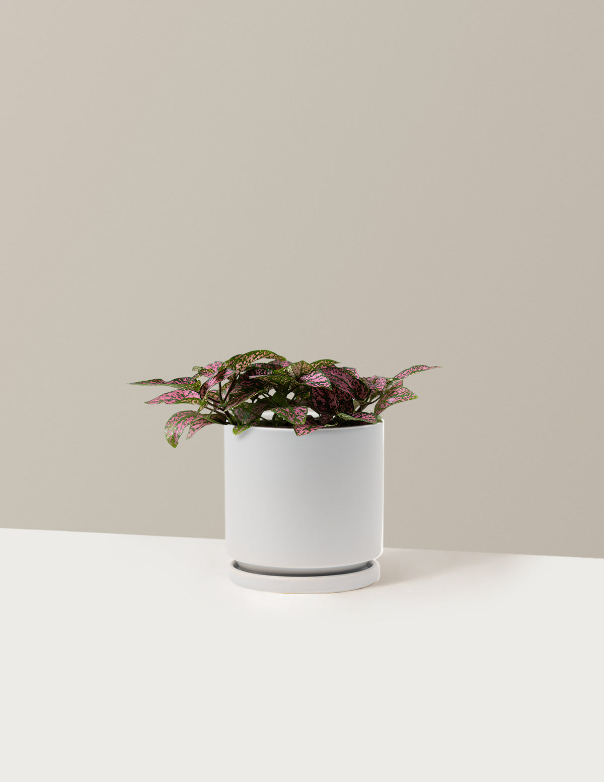  Pink Polka Dot Plant