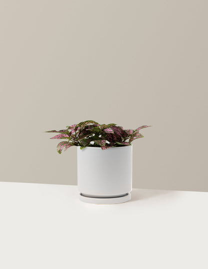  Pink Polka Dot Plant