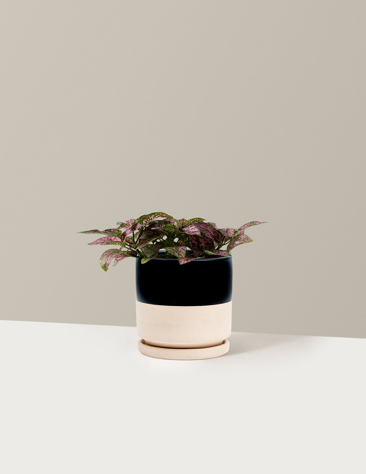  Pink Polka Dot Plant