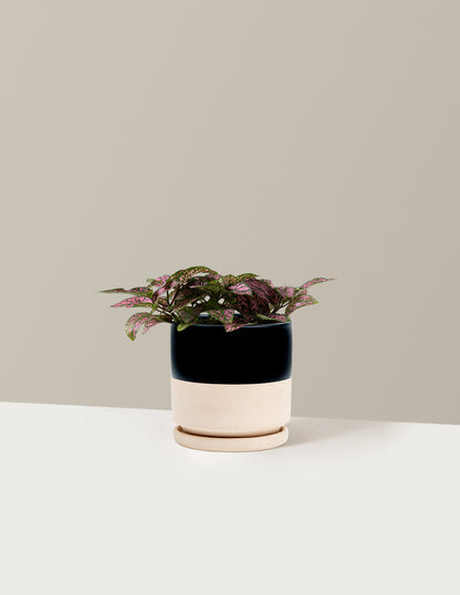  Pink Polka Dot Plant