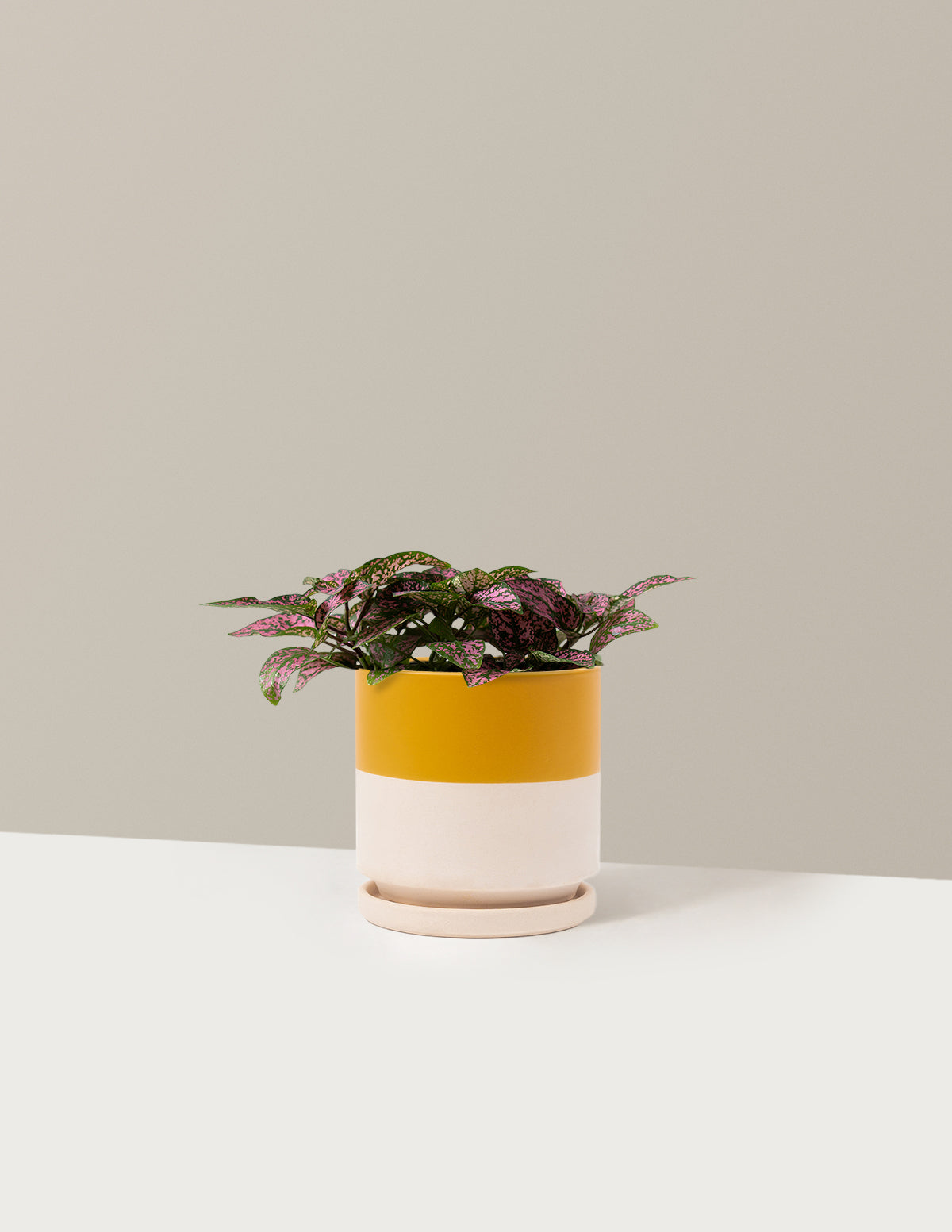  Pink Polka Dot Plant