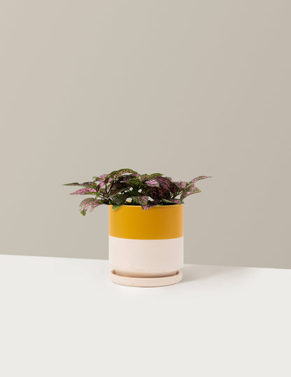  Pink Polka Dot Plant
