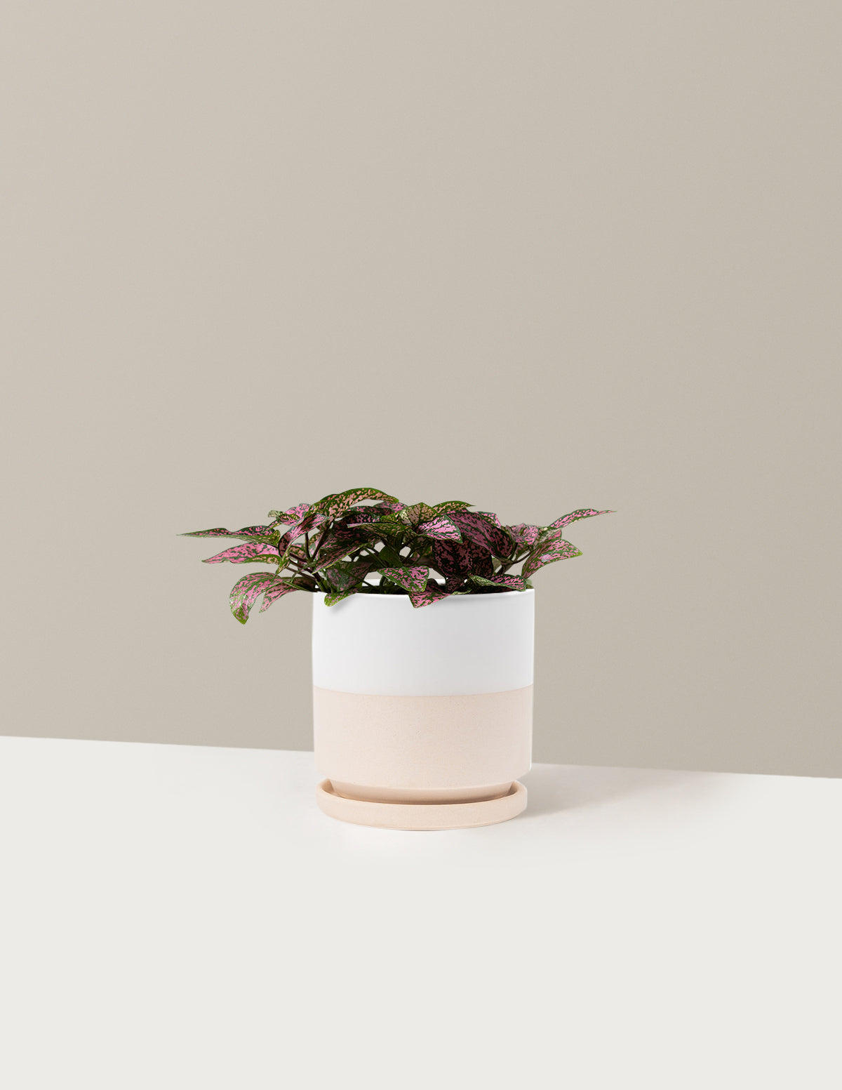  Pink Polka Dot Plant