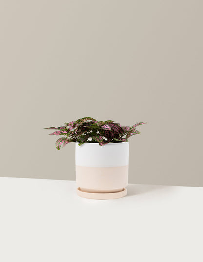  Pink Polka Dot Plant