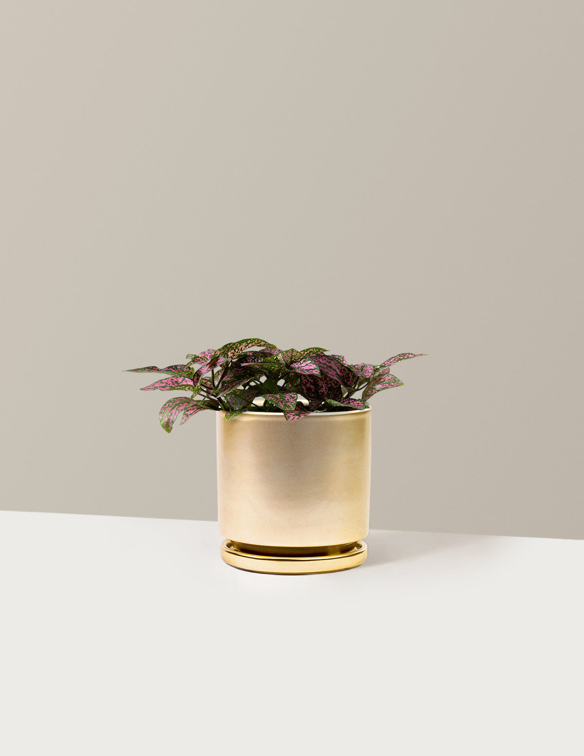  Pink Polka Dot Plant