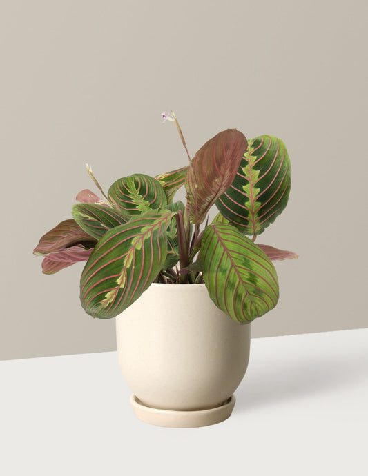  Maranta Red