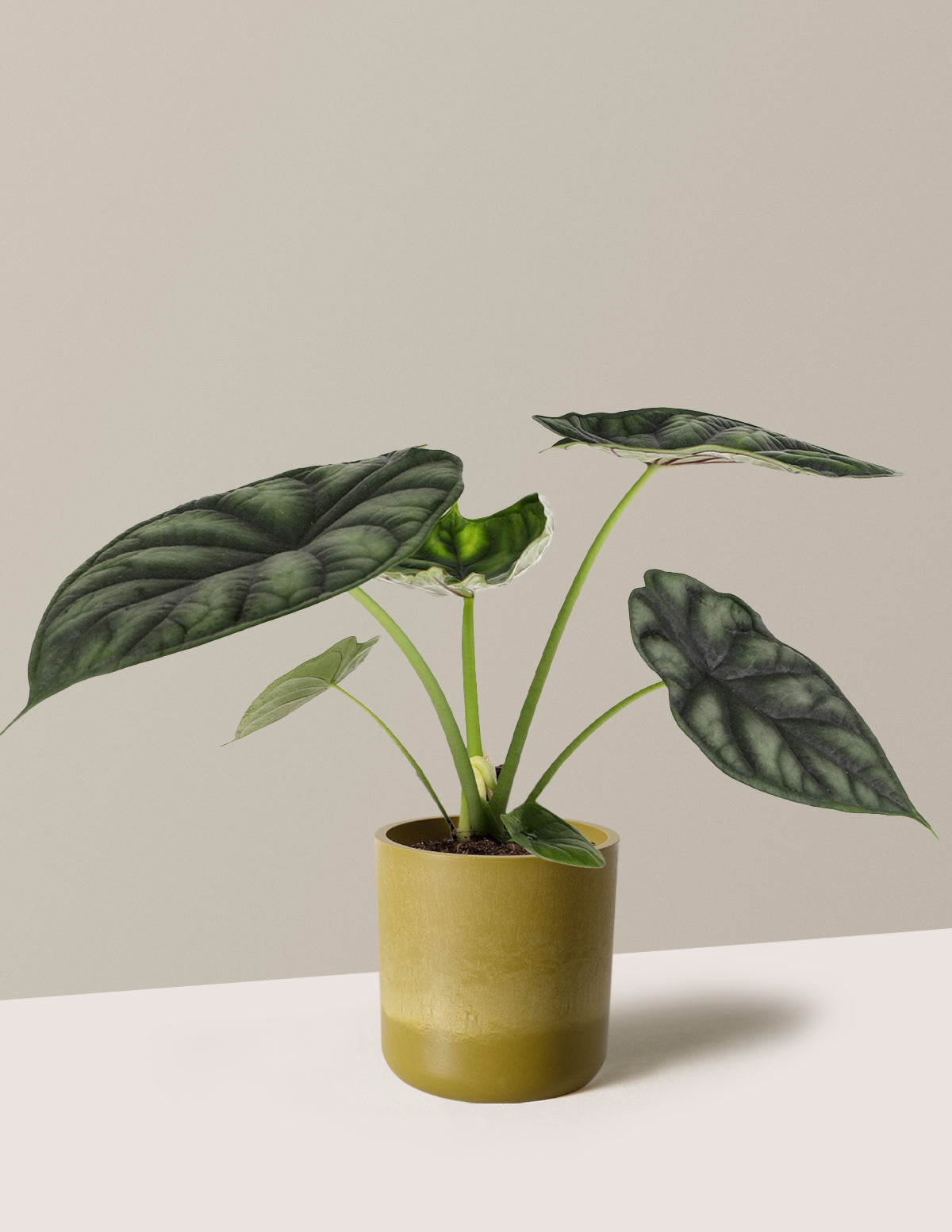  Alocasia Dragon Scale