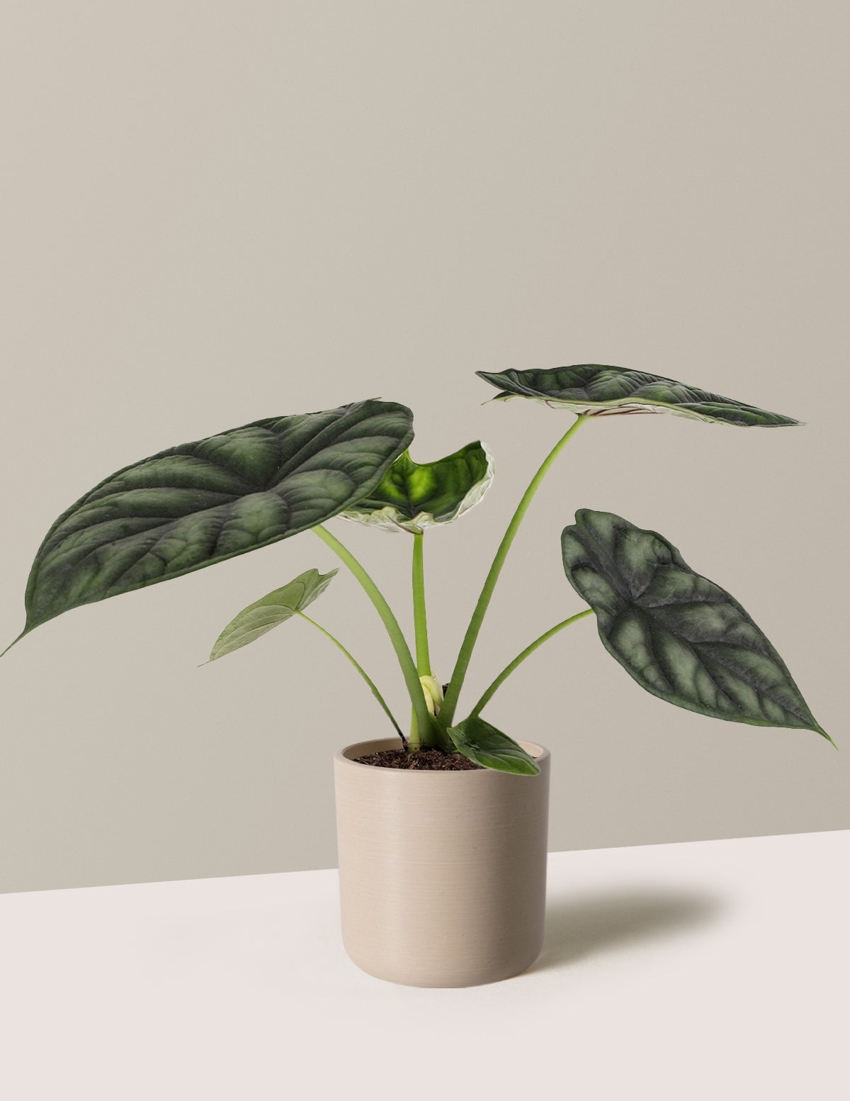  Alocasia Dragon Scale