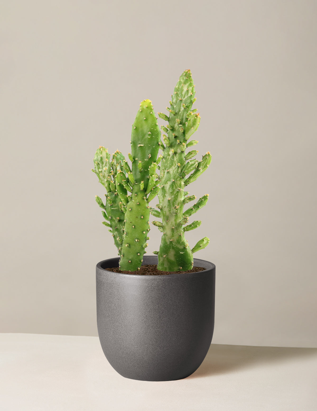  Variegated Prickly Pear Cactus ‘Joseph's Coat’