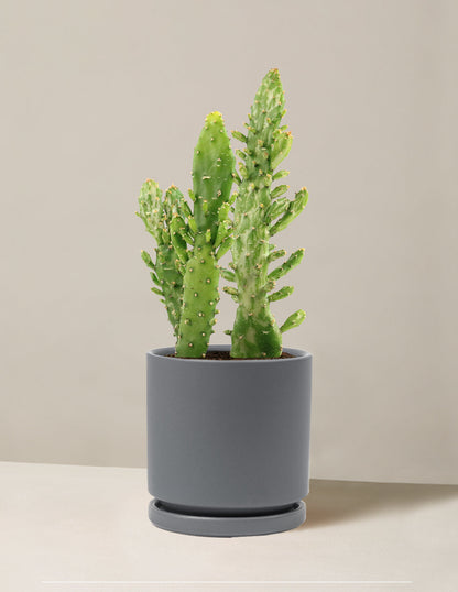  Variegated Prickly Pear Cactus ‘Joseph's Coat’