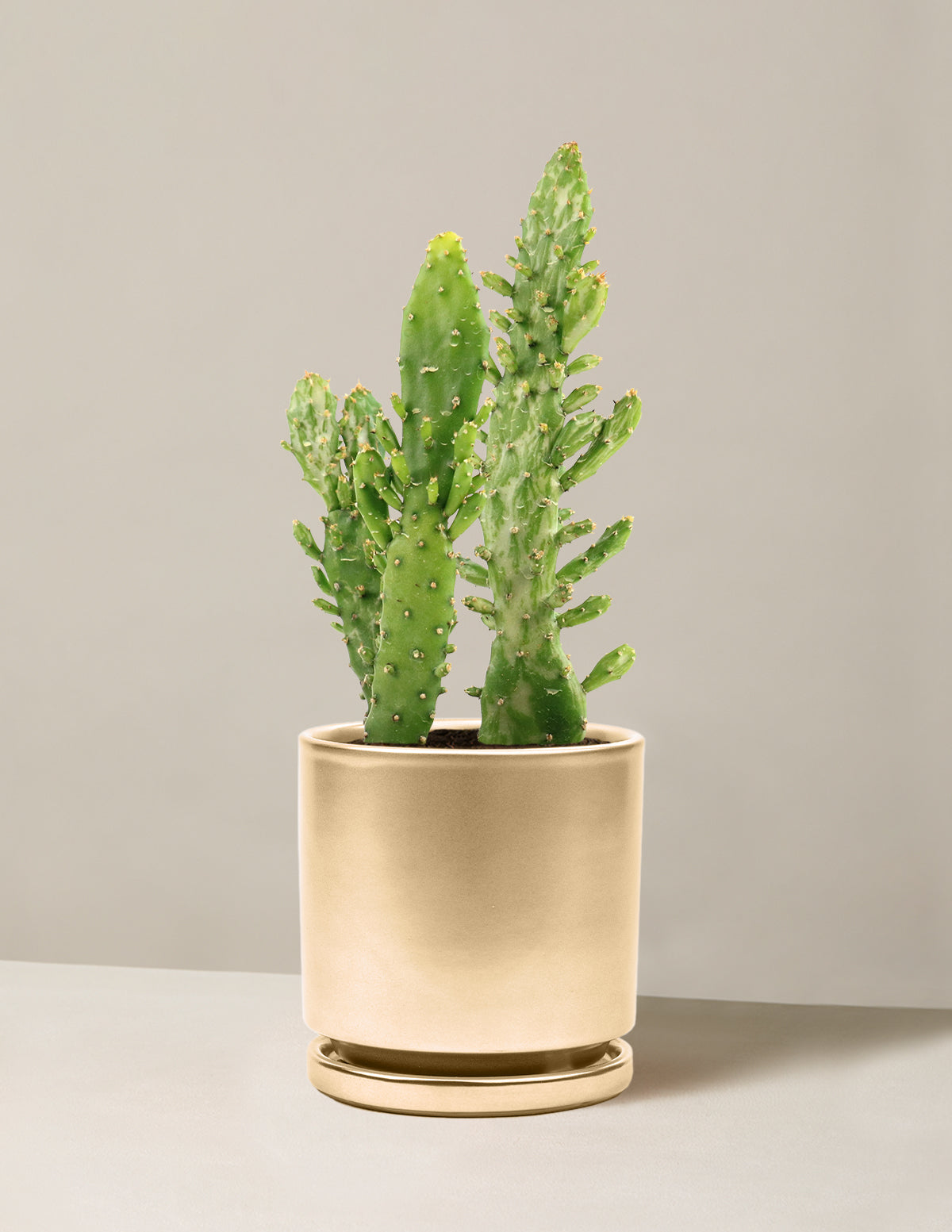  Variegated Prickly Pear Cactus ‘Joseph's Coat’