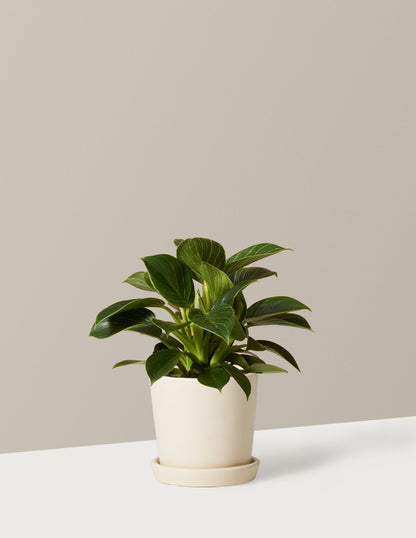  Philodendron Birkin