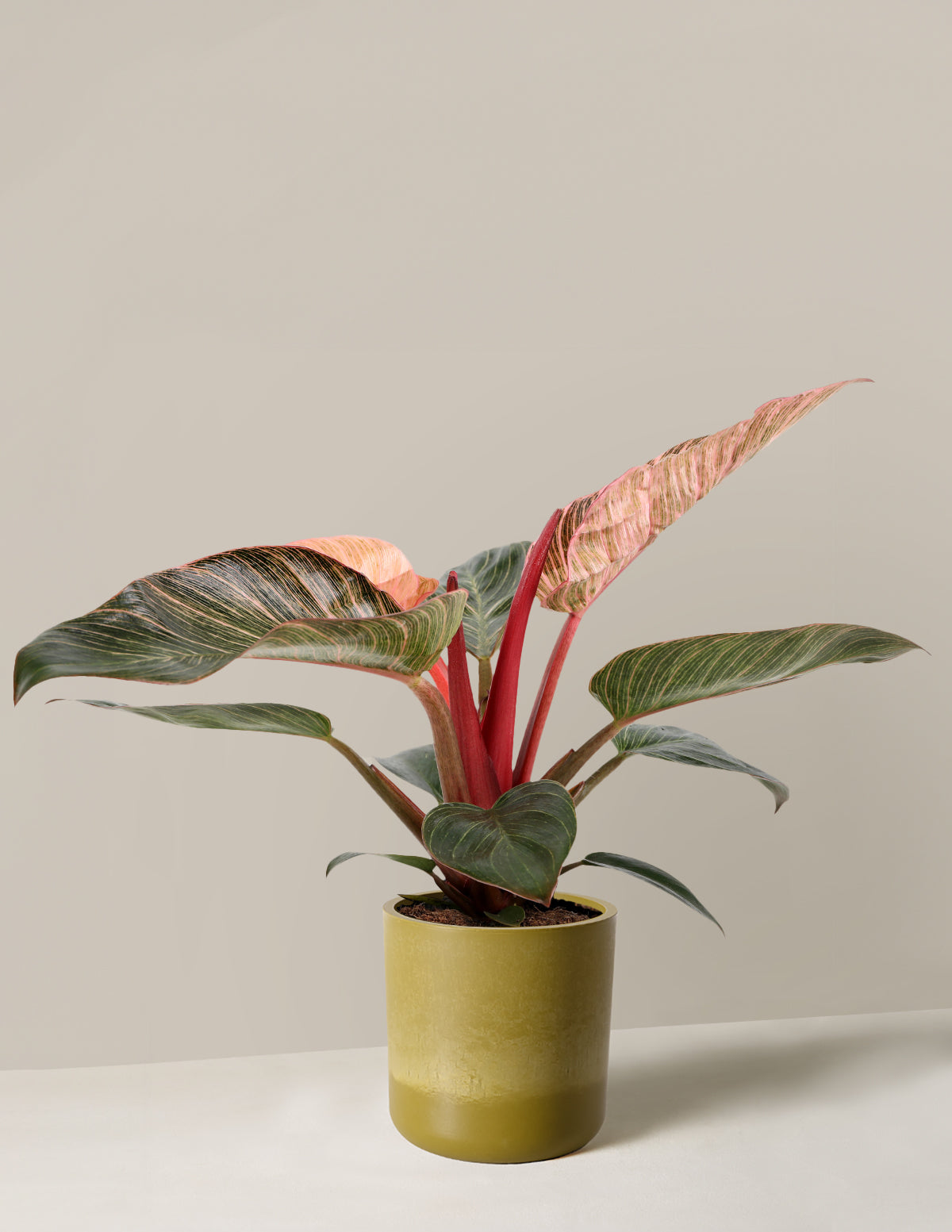  Philodendron ‘Pink Bikini’