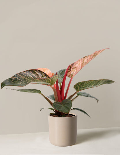  Philodendron ‘Pink Bikini’