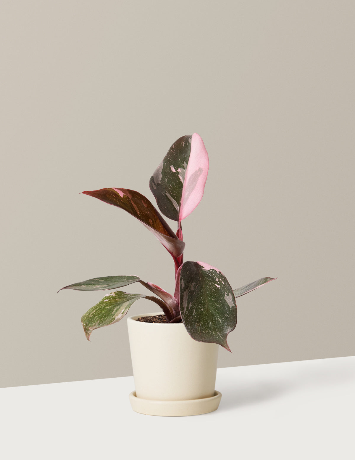  Philodendron Pink Princess