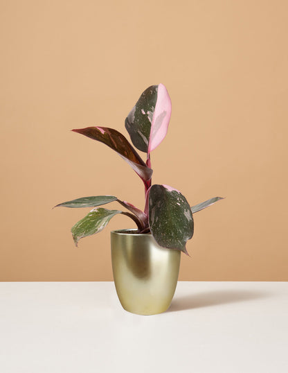 Philodendron Pink Princess