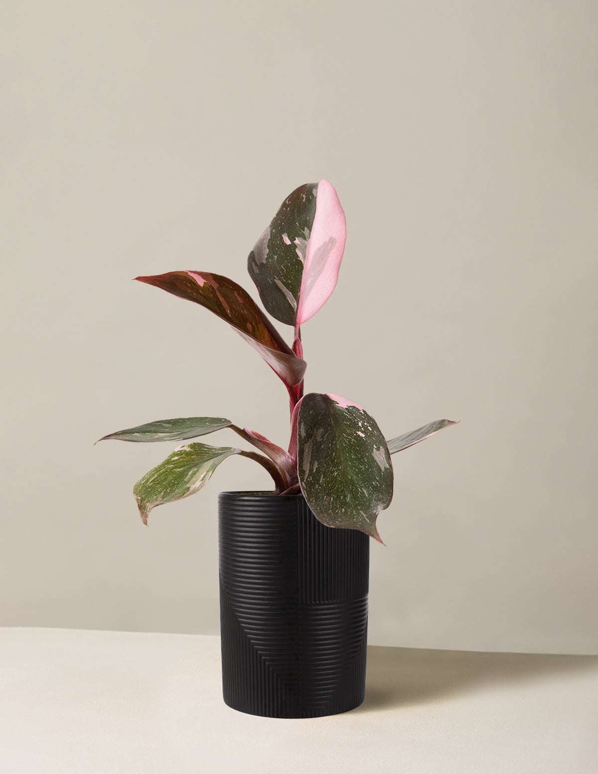  Philodendron Pink Princess
