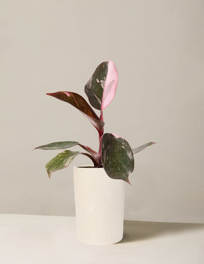  Philodendron Pink Princess