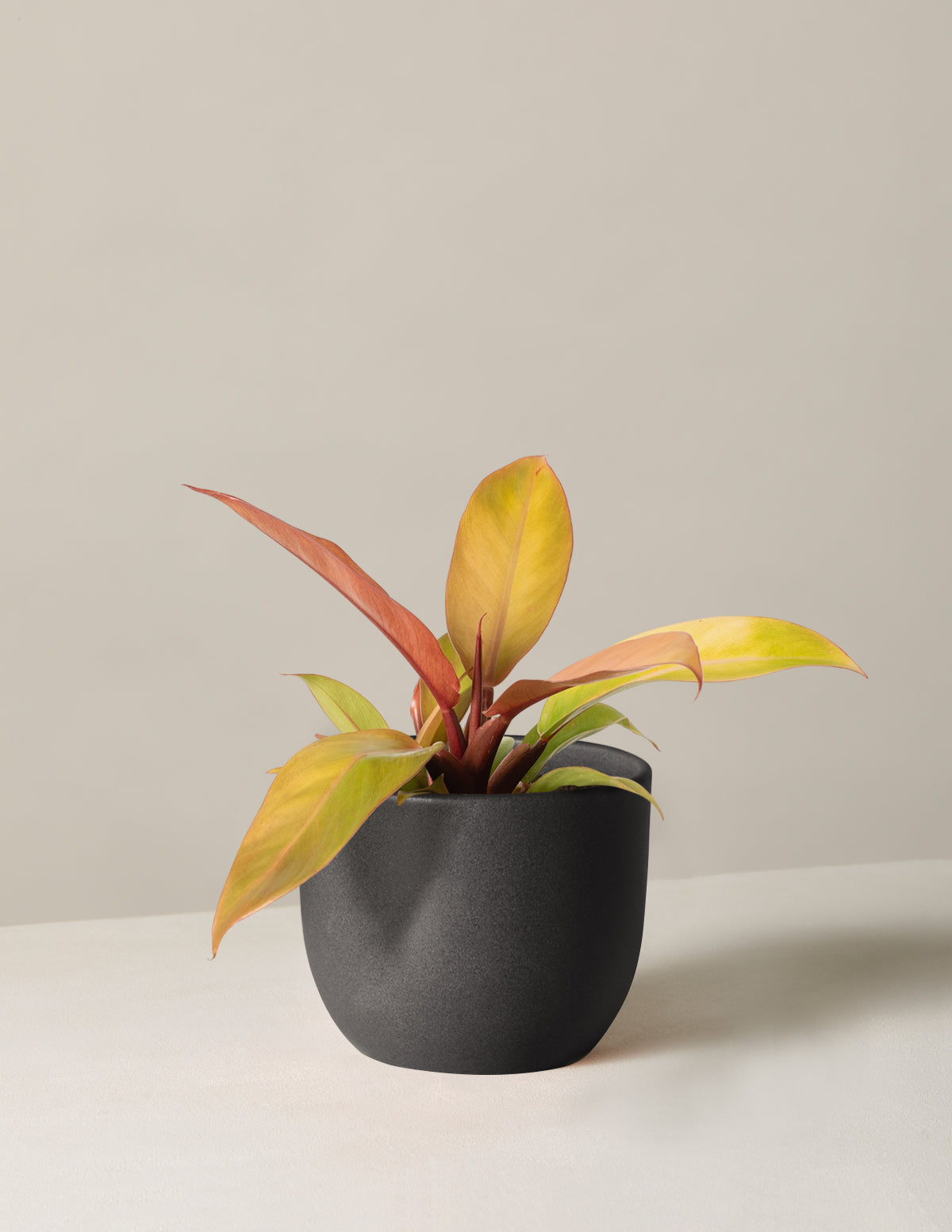  Philodendron Prince Of Orange