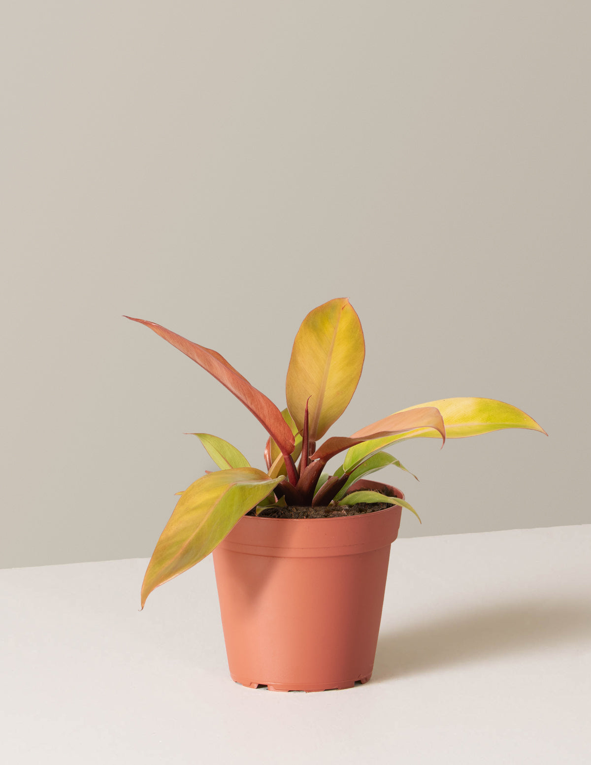  Philodendron Prince Of Orange