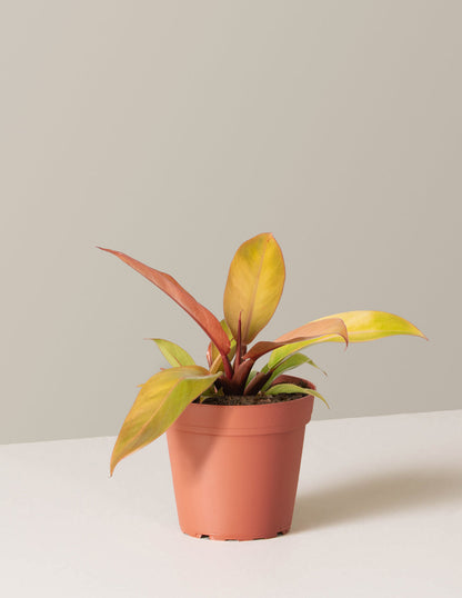  Philodendron Prince Of Orange