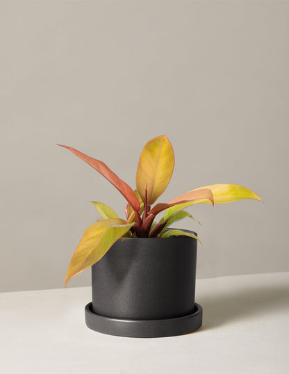  Philodendron Prince Of Orange