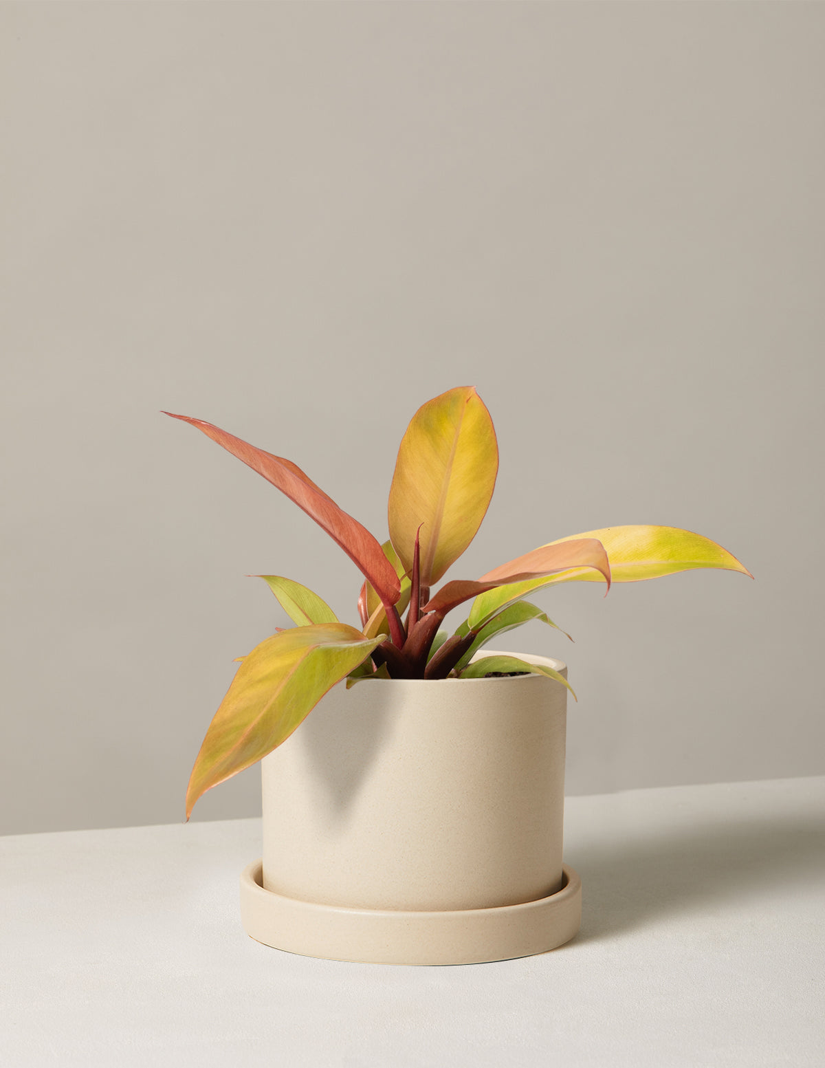  Philodendron Prince Of Orange