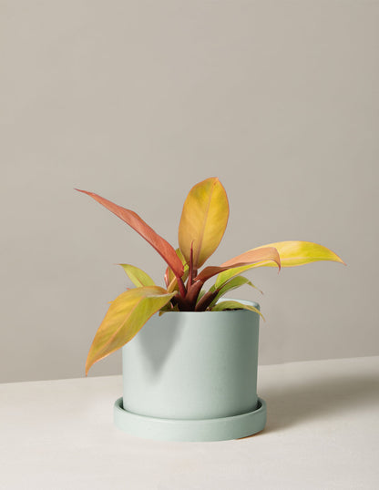  Philodendron Prince Of Orange