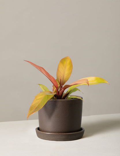  Philodendron Prince Of Orange