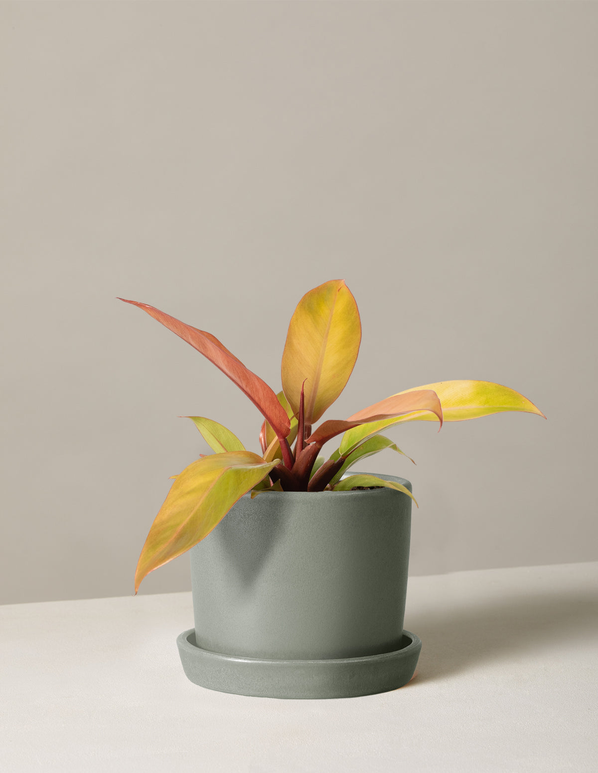  Philodendron Prince Of Orange