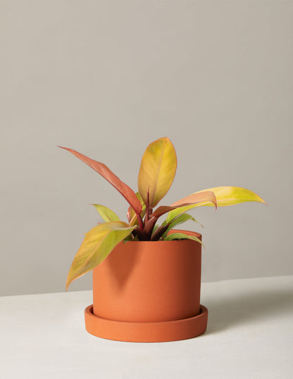  Philodendron Prince Of Orange