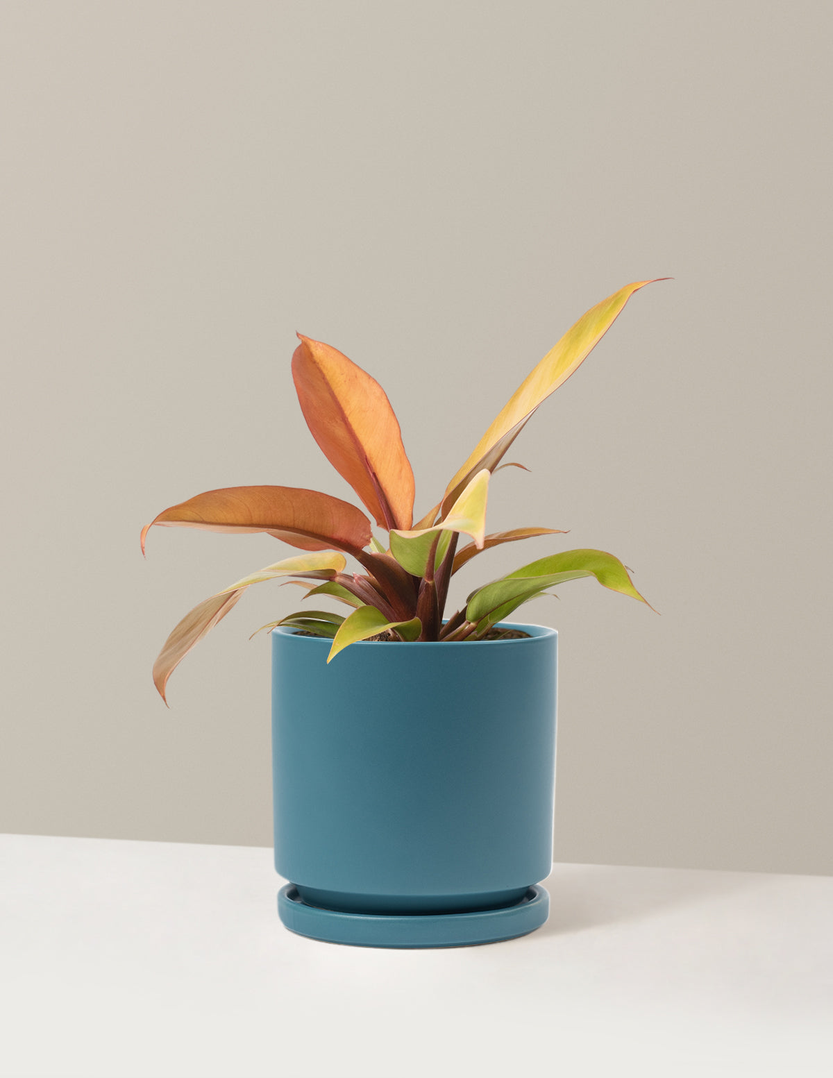  Philodendron Prince Of Orange