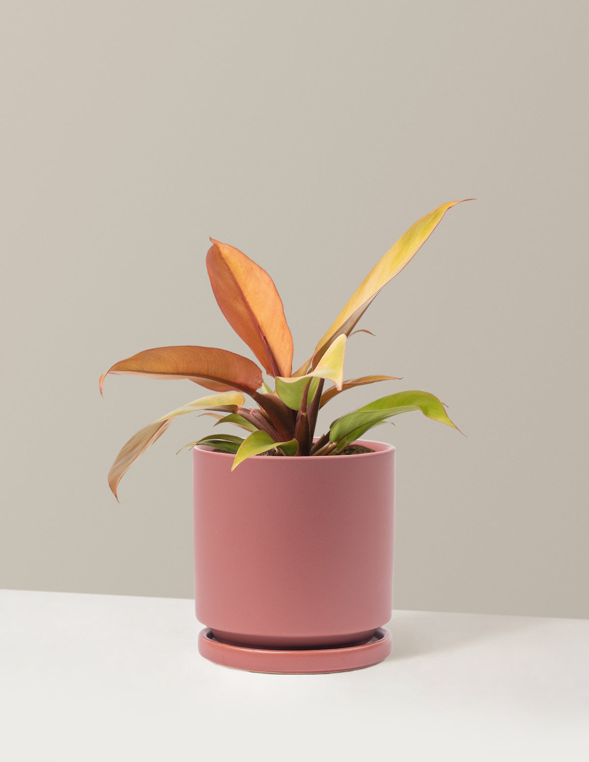  Philodendron Prince Of Orange