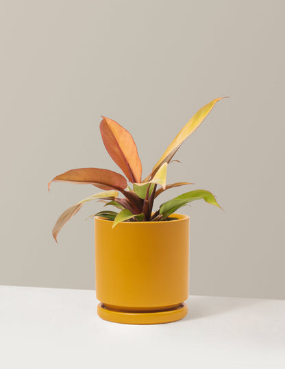  Philodendron Prince Of Orange