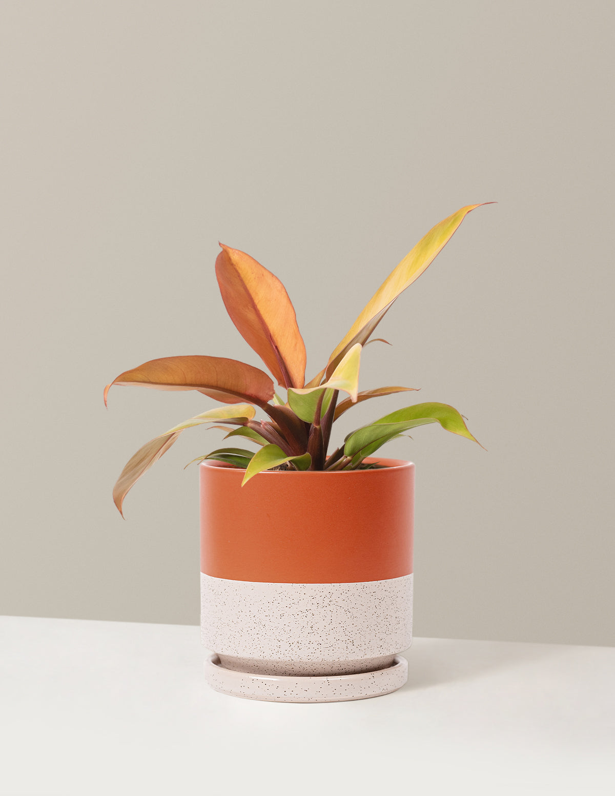  Philodendron Prince Of Orange